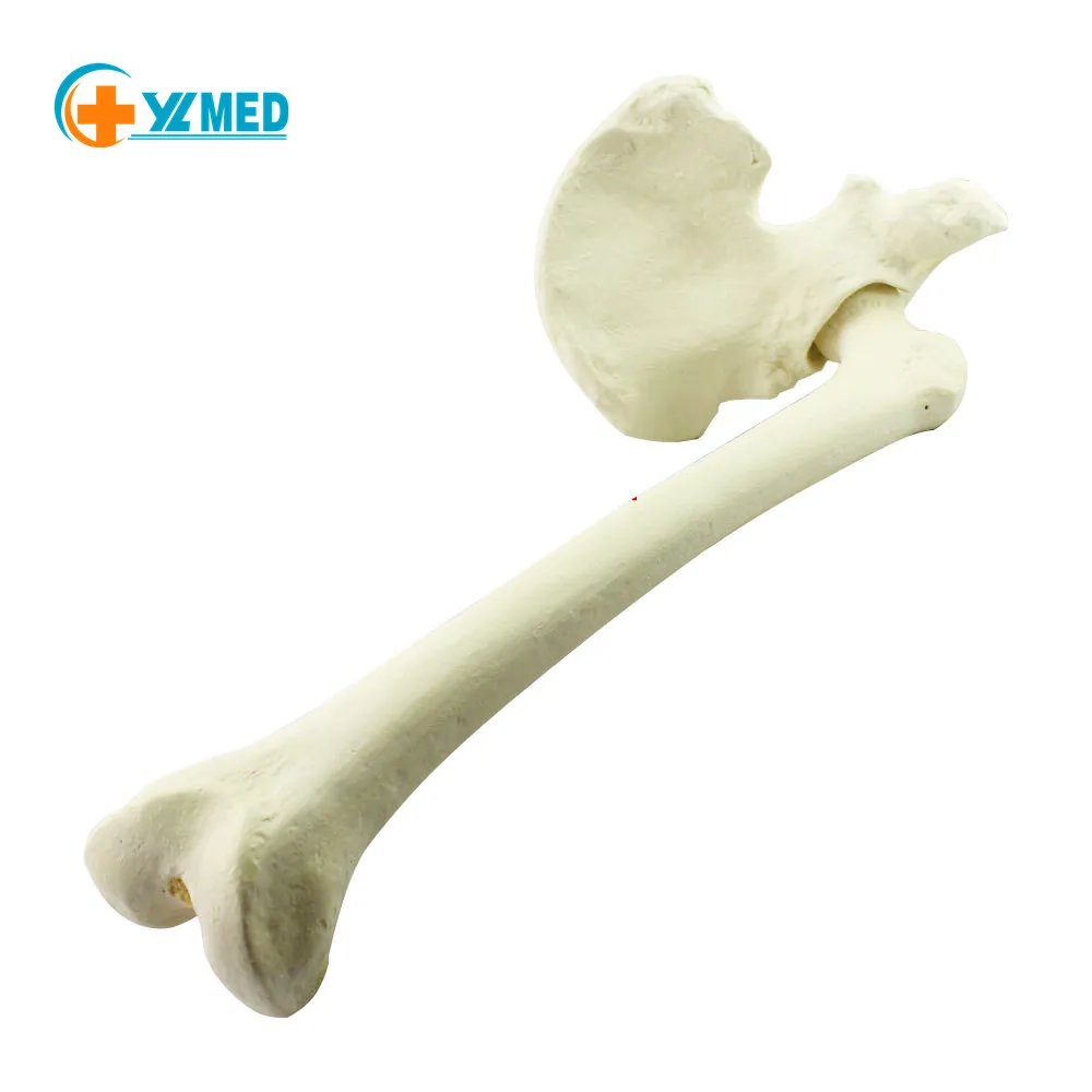 Модель синтетической кости перед ортопедической хирургией