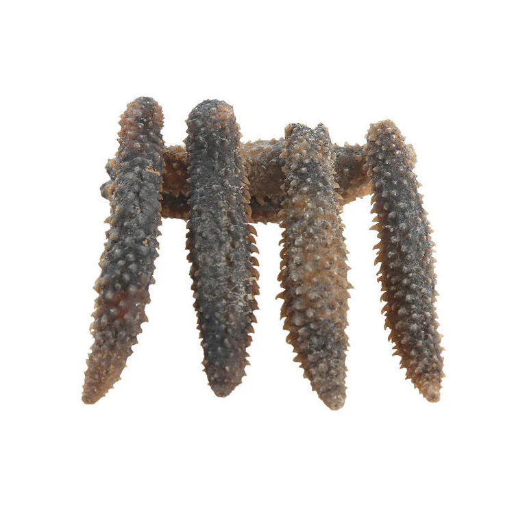 High Grade Wholesale Sea Cucumber Buyer Sea Cucumber