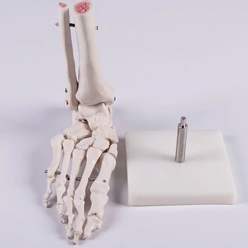 medical science Life-size Human Foot Joint skeleton Model for Disease Demonstration Medical Teaching Tool A1027