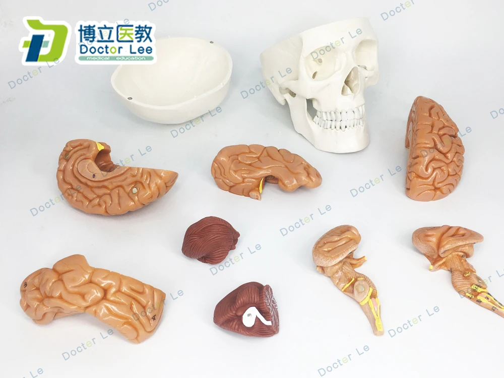 3 Parts Life Size Didactic Human Skeleton Skull with 8 Parts Brain Anatomy Model