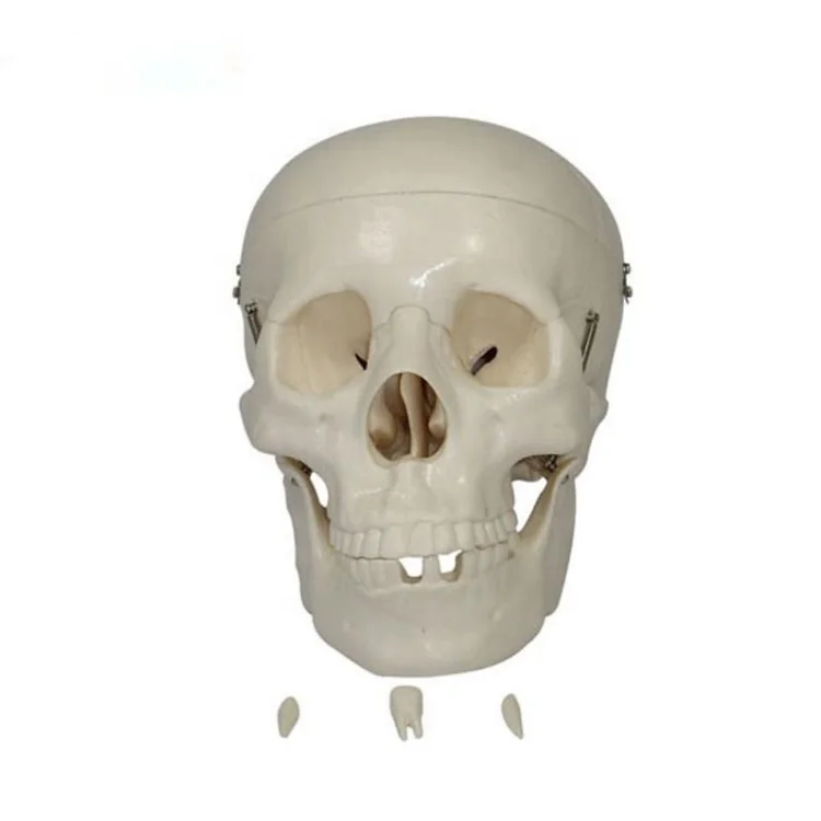 TZ Education Medical Science Medical Anatomical Life-Size Human Skull Model skull 3d model