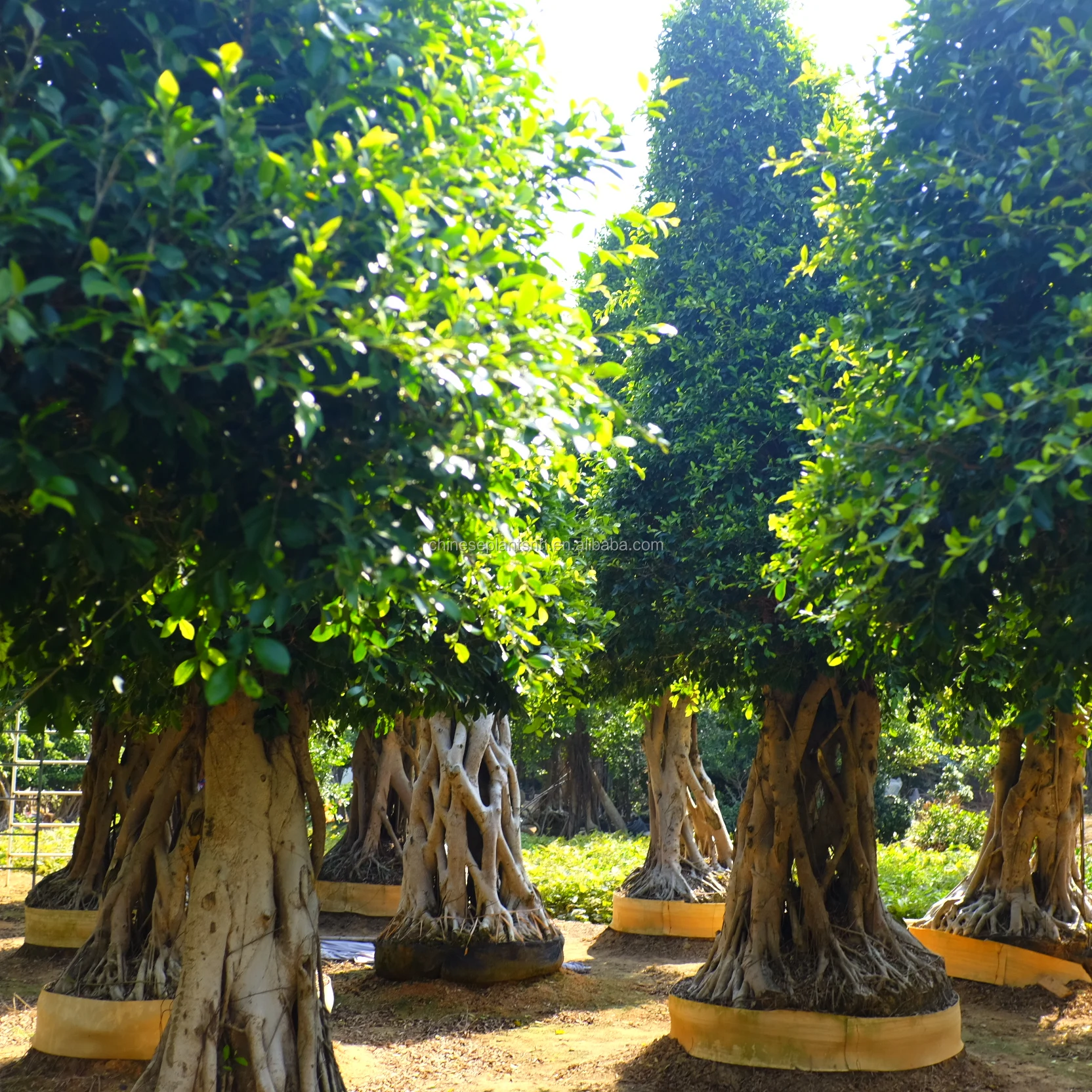 big tree  bonsai ficus large tree plant and tree plant nursery