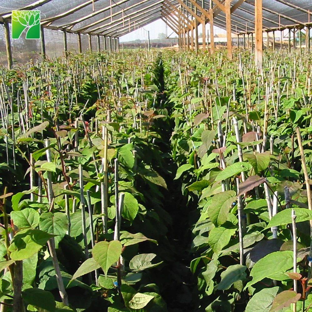 
Frequent watering requirements actinidia chinensis sapling kiwi fruit plant seedlings from China 