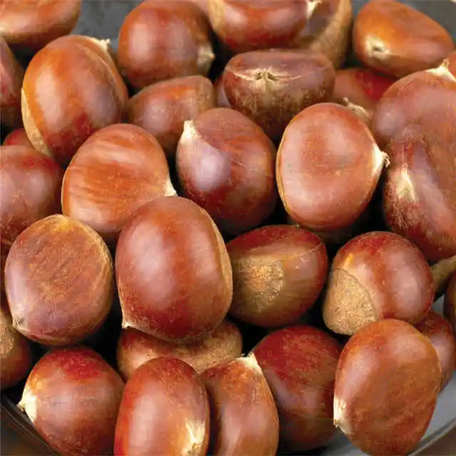 Become a supplier 100% Top quality fresh chestnuts/organic chesnuts for Export