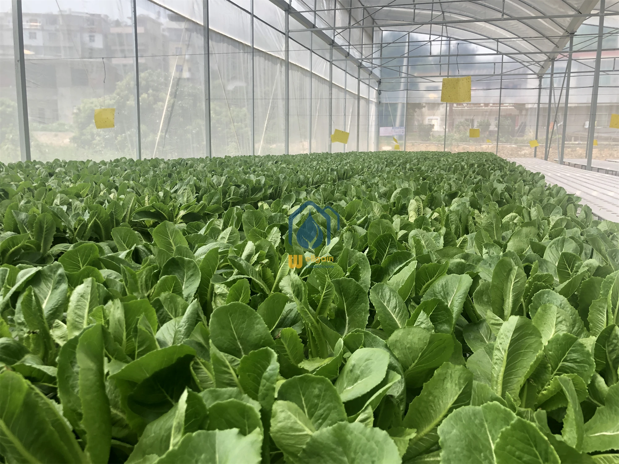 wholesale 100*50 hydroponic rectangular pvc tube / pipe