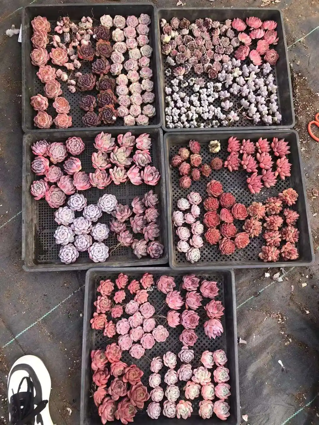 Houseplants Indoor Plants Artificial succulents Echeveria plants wholesale succulents seedlings