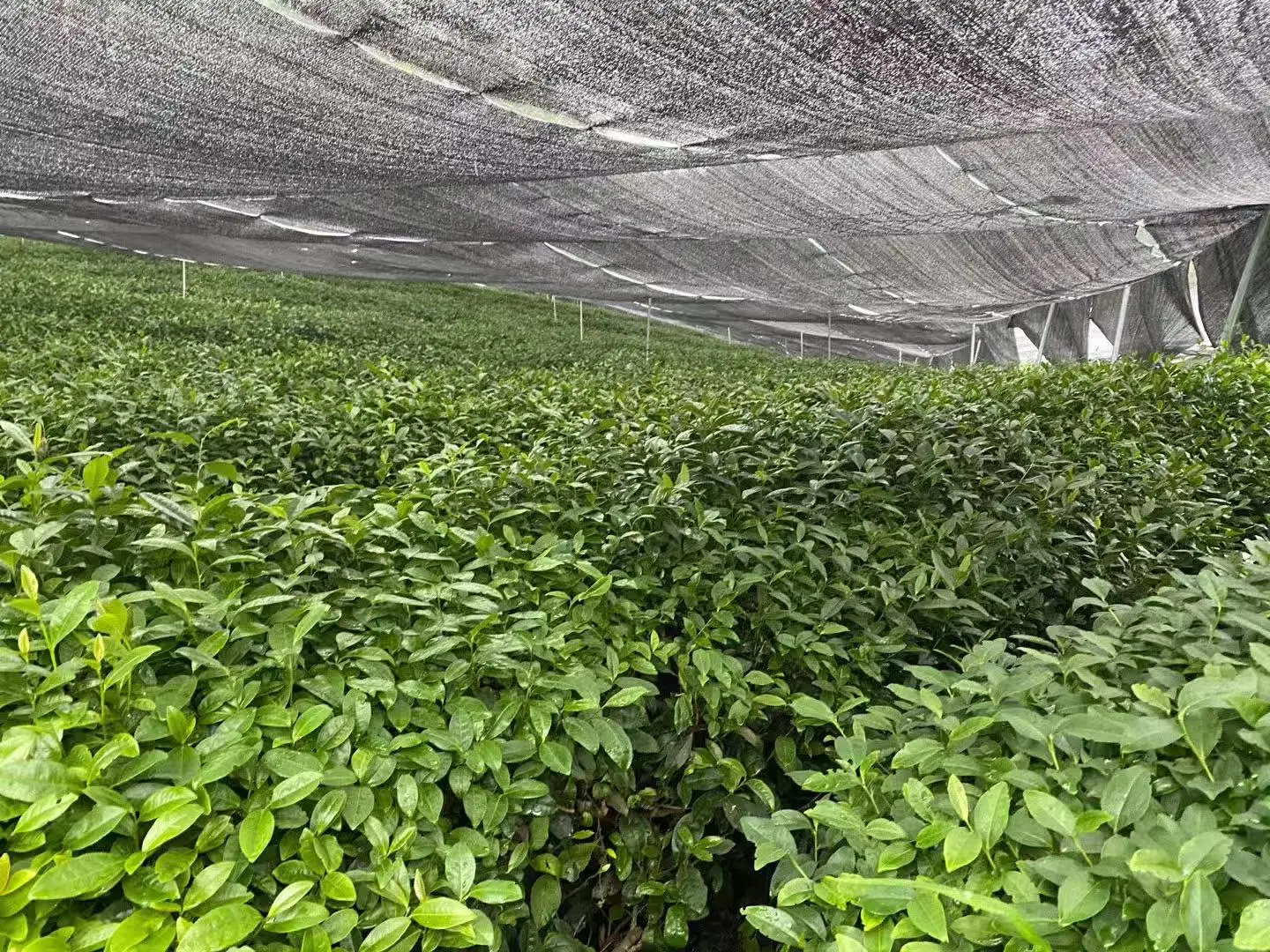 Green Tea Powder Supplier Matcha Green Tea Export To Japan Matcha Powder Top Quality Matcha