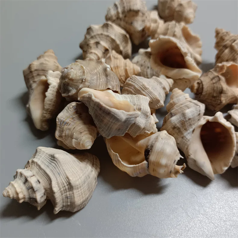 3.5-4.5 cm Shellfish Yellow Conch Shell Crafts Aquarium Landscaping Home Decoration Hermit Crab Conch Seashell