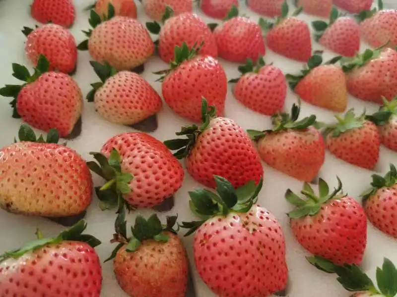 High quality big size tasting wholesale clean sweet strawberry