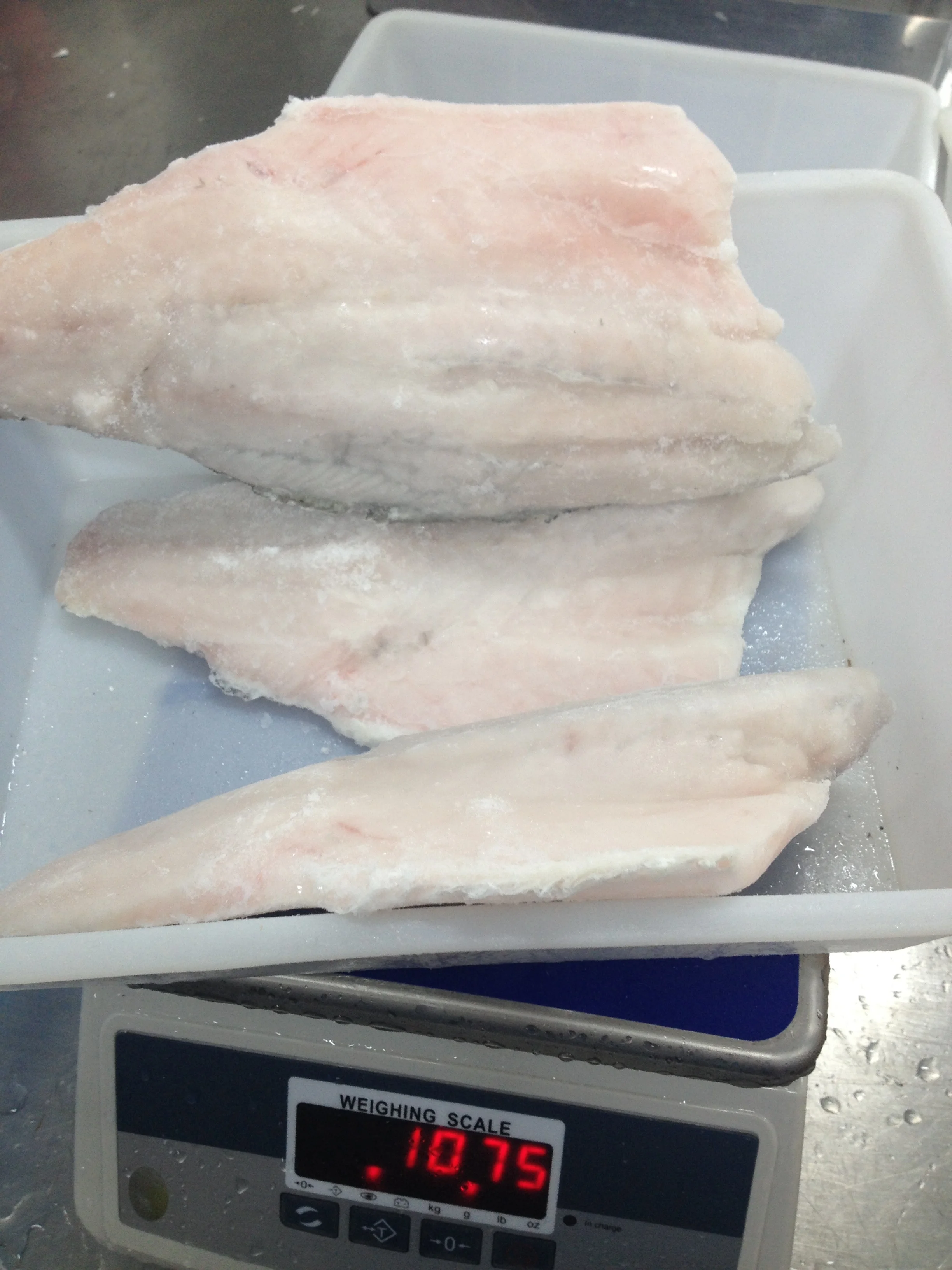 Indonesia Frozen Barramundi Fillet WR