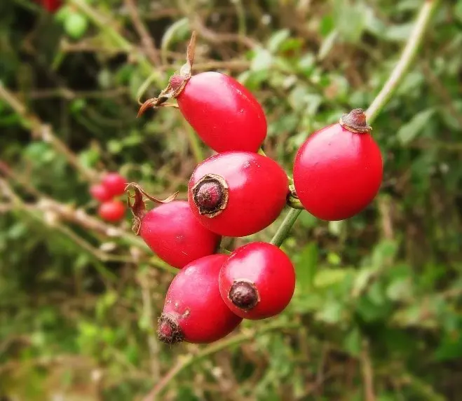 Japanese High Quality Rose Hip Extract Raw Material Powder Made In Japan As Antioxudant For Health Foods And Dietary Supplement