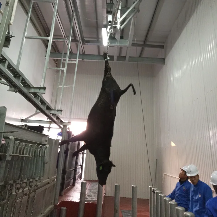 Гуманное забое говядины, скотобойня, бойня крупного рогатого скота