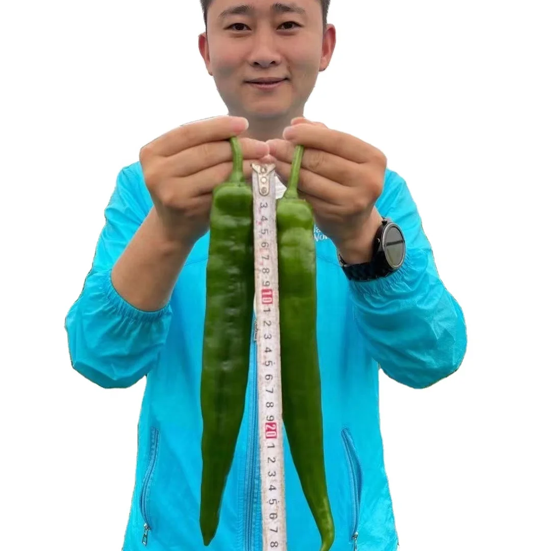 China Best  Quality F1 Hybrid Big Long Hot Pepper Chili  Vegetable Seeds for Planting