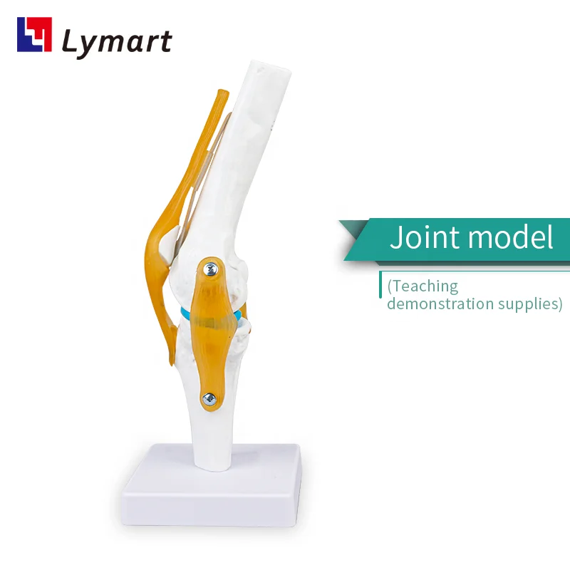 Plastic Artificial 3D Human Knee Joint Model for school