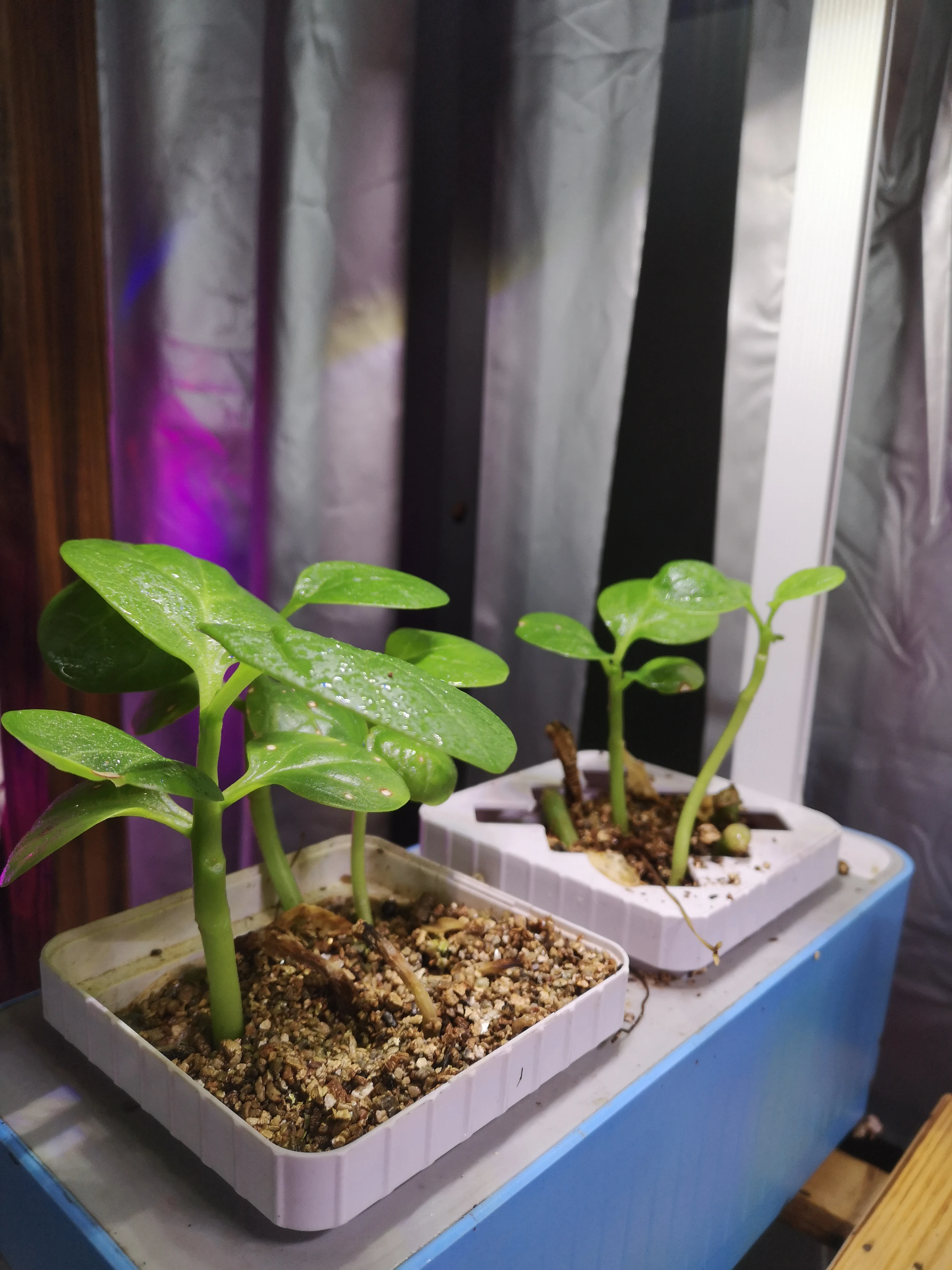 Flower Pot for Garden Plant Smart Indoor and Grow Smart Garden