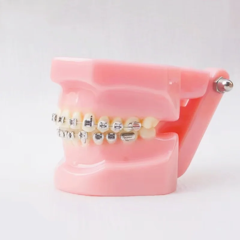 Dental typedont teeth model for preparation dental student teeth models dental factory orthodontic practice model