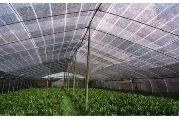 100% HDPE Malaysia Agricultural Black Greenhouse Sun Shade Netting Cloth