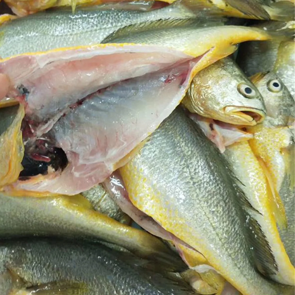 Frozen yellow  Croaker fish sale market