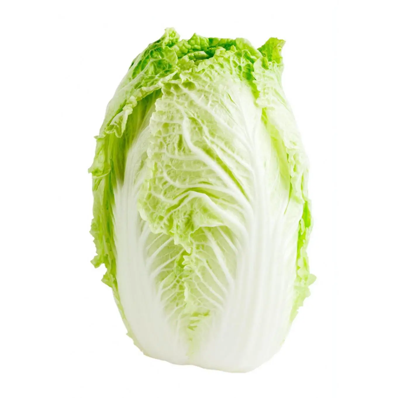 Chinese cabbage 10 kg 15 kg carton packing professional export to South Korea