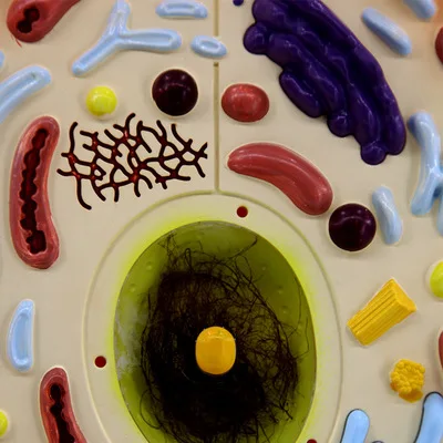 Enlarge Animal Cell Anatomical Model Cell Anatomy Model