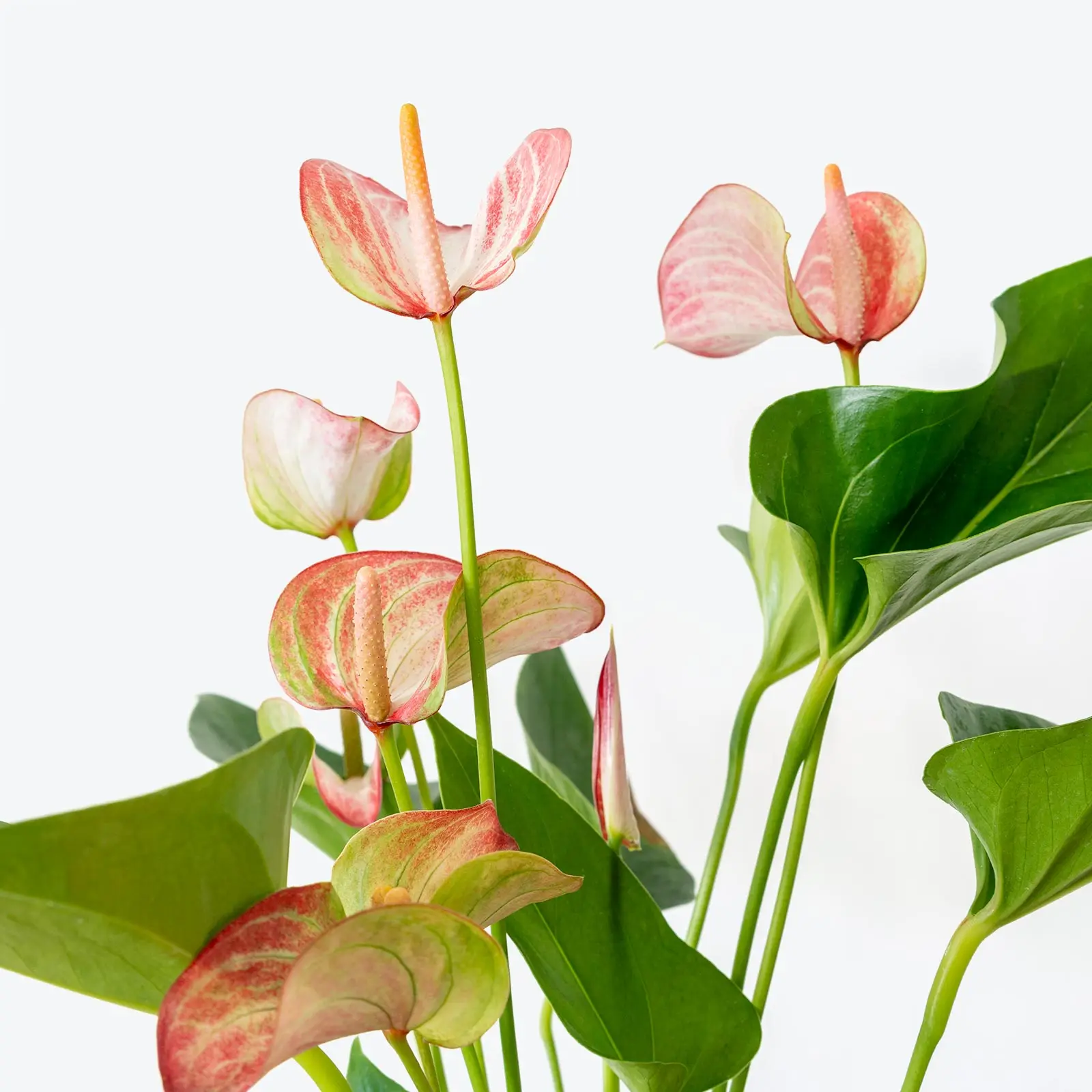 Wholesale tropical live plants Anthurium or the Tail Flower Flamingo Laceleaf for indoor