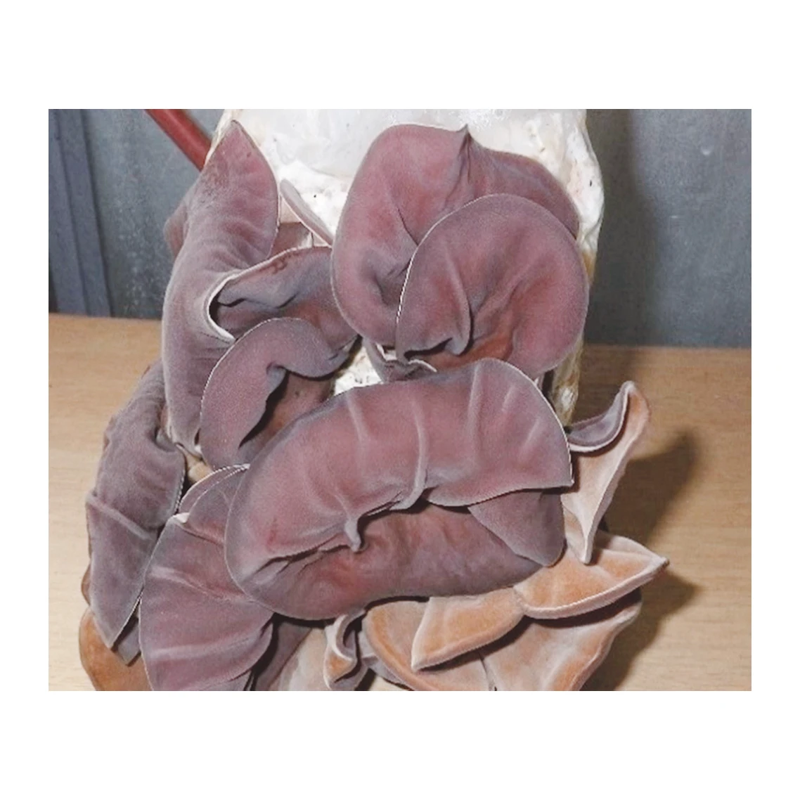 Inoculum for other button mushroom cultivation mixing machinery