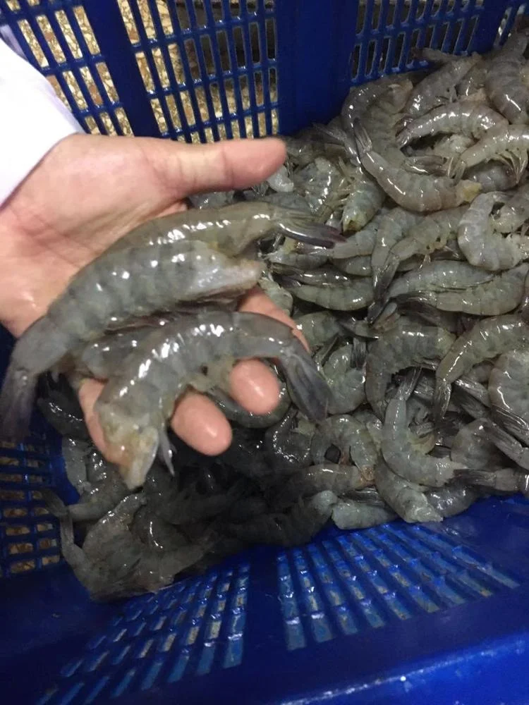 Indonesia Whole sale good quality cheap price Frozen Vannamei White Shrimp