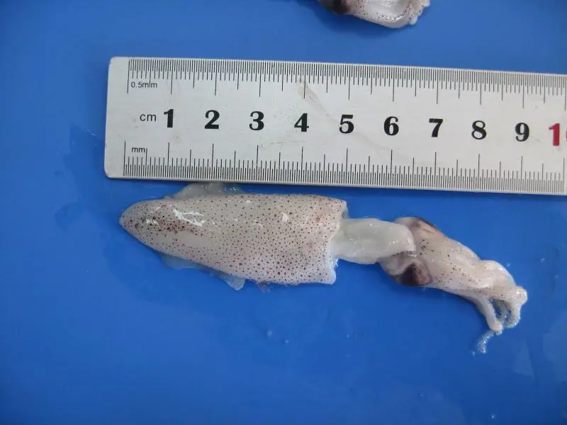 Sell High-Quality Fresh The Natural Nutrition Frozen Whole Baby Squid For Sale