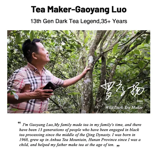 iTeaworld High Grade Chinese Wild Dark Tea Hunan Anhua Natural Dark Tea Wholesale