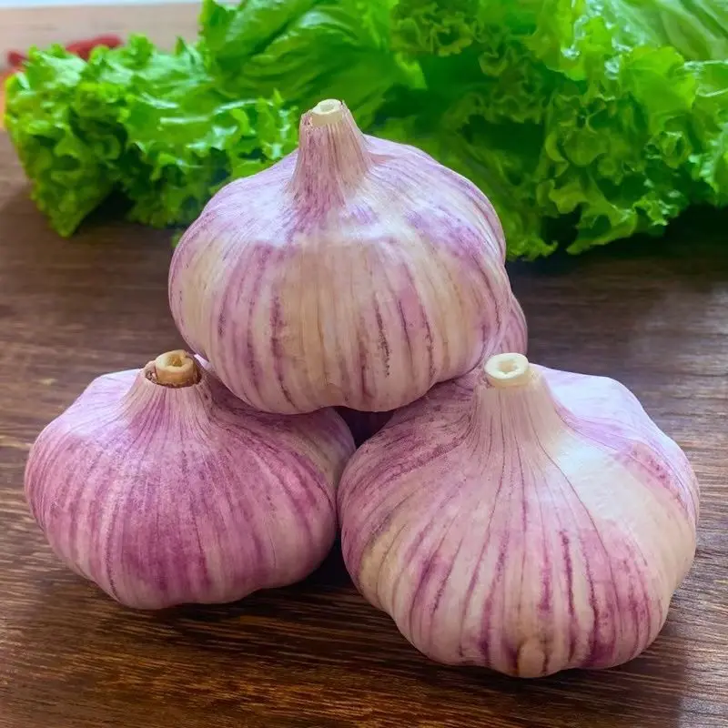 Export Chinese New Crop Good Quality White Garlic Fresh Garlic