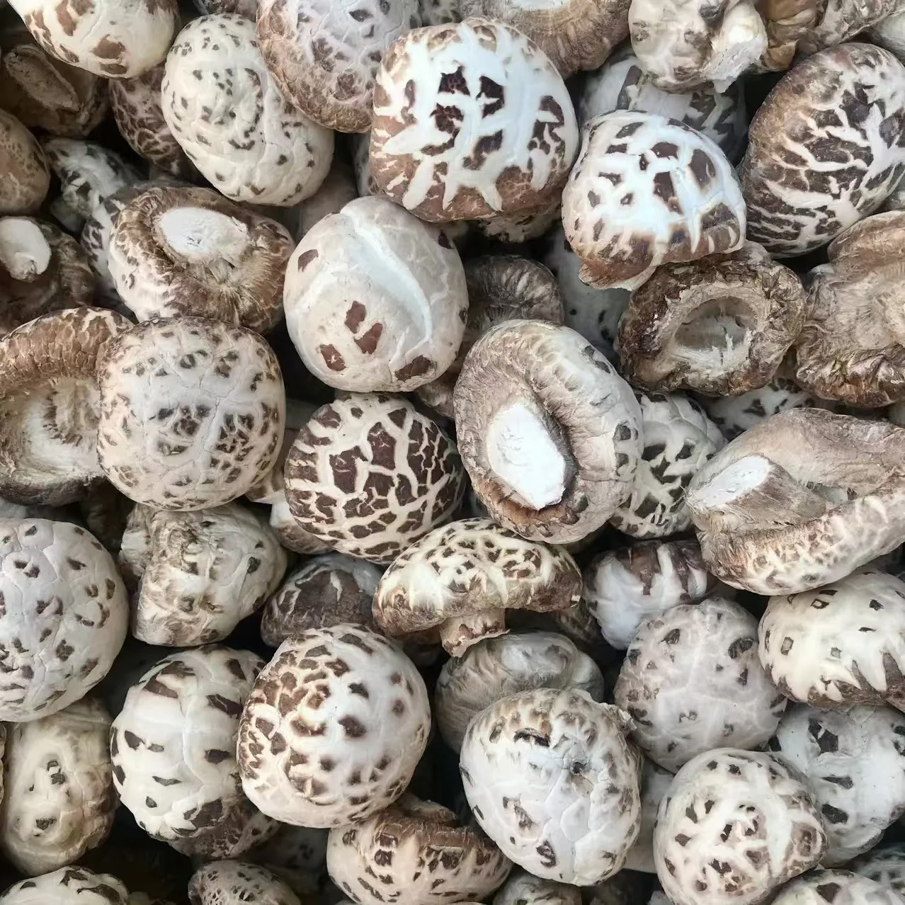 Прямая Продажа с фабрики Henan фирменный высококачественный дневной белый цветочный гриб для приготовления пищи