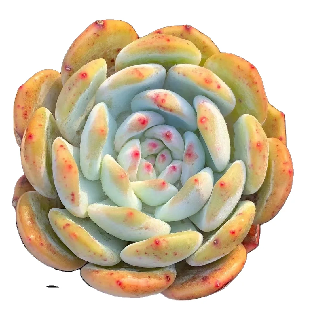 wholesale succulent for garden   dacengzi