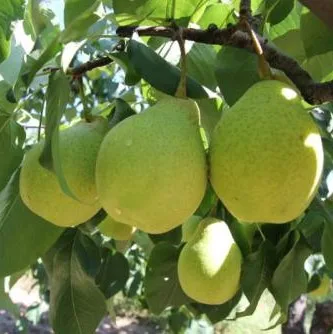 fresh ya pear&new crop&the most lowest price