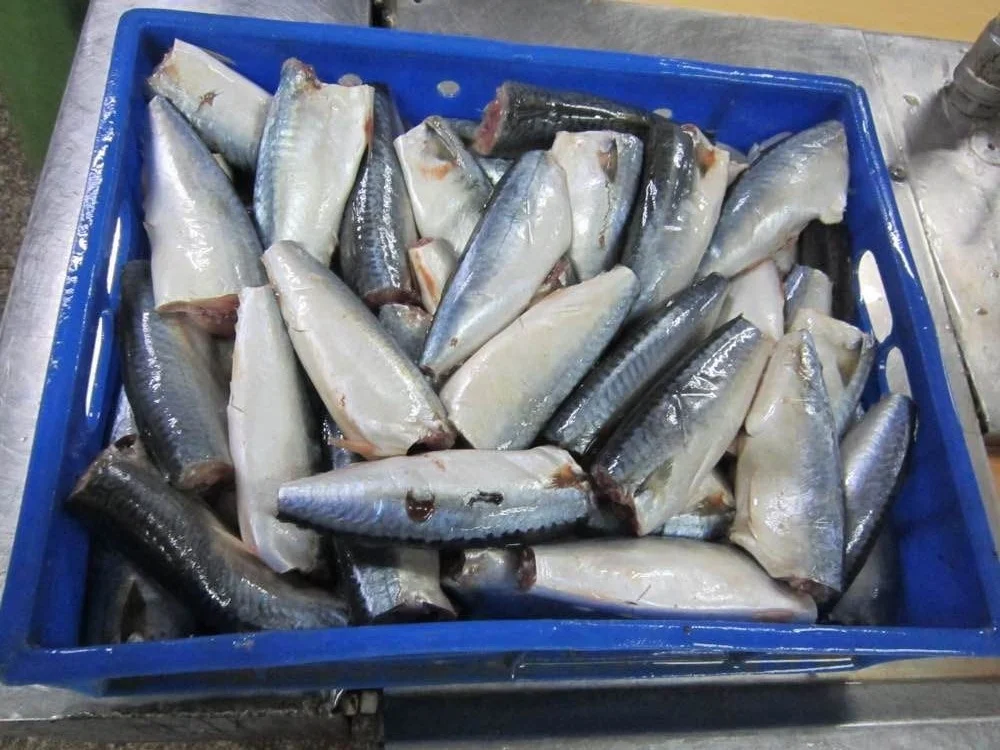 High quality 155g/425g Canned Mackerel in Tomato Sauce/in brine Seafood Canned Fish