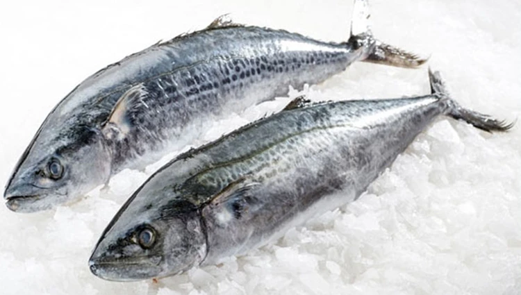 Attractive Price New Type Wholesale Seafood Spanish Mackerel Chilled Fresh Food Frozen Fish