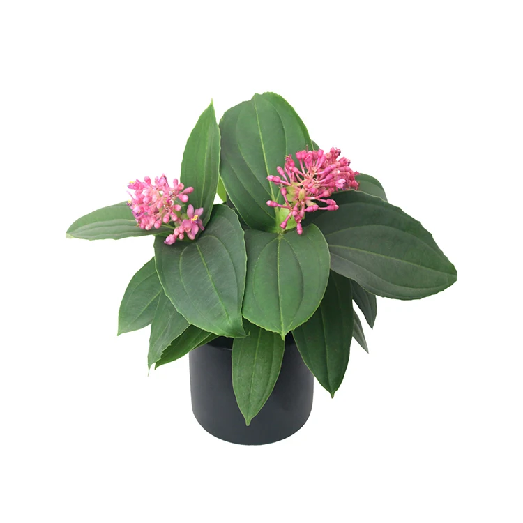 
Medinilla Speciosa 