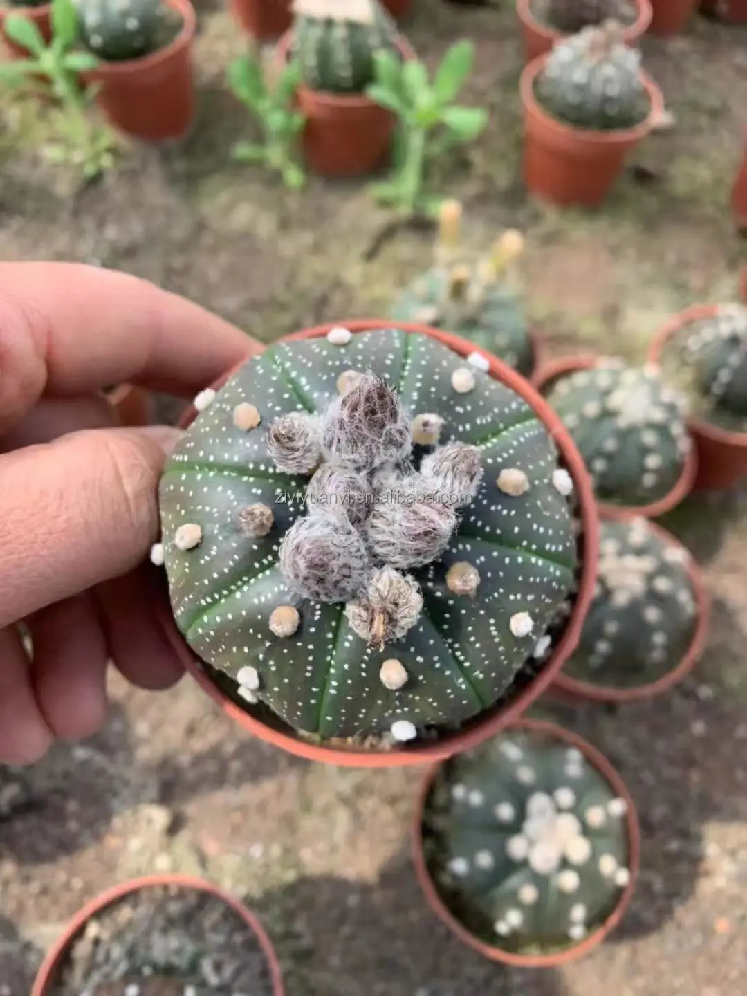 
Wholesale cactus natural plant woody plants Seed plant Astrophytum cactus blooming cactus 