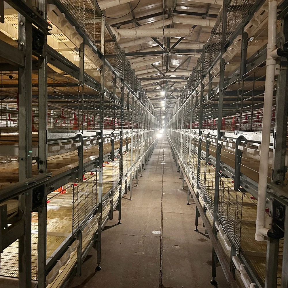 Broiler Chicken Farming Automatic Harvesting H Type Battery Breeding System Chicken Cages In Ghana Farm