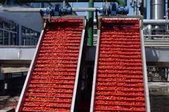 Turnkey project tomato pulp puree jam processing line from A to Z