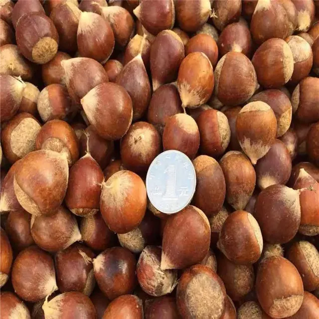 2021 New Organic Fresh Chestnut