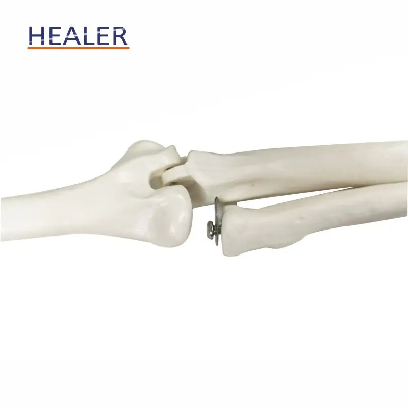 85cm human plastic skeleton anatomical model, advanced bendable bone model