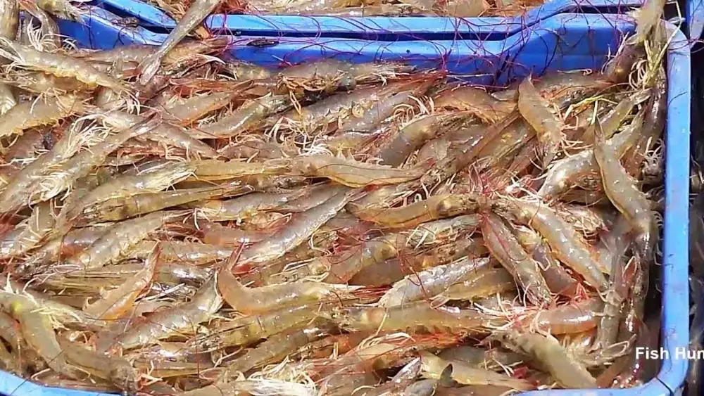  Свежий Омар Мэн/Живой омар Мэн/американские лобстеры