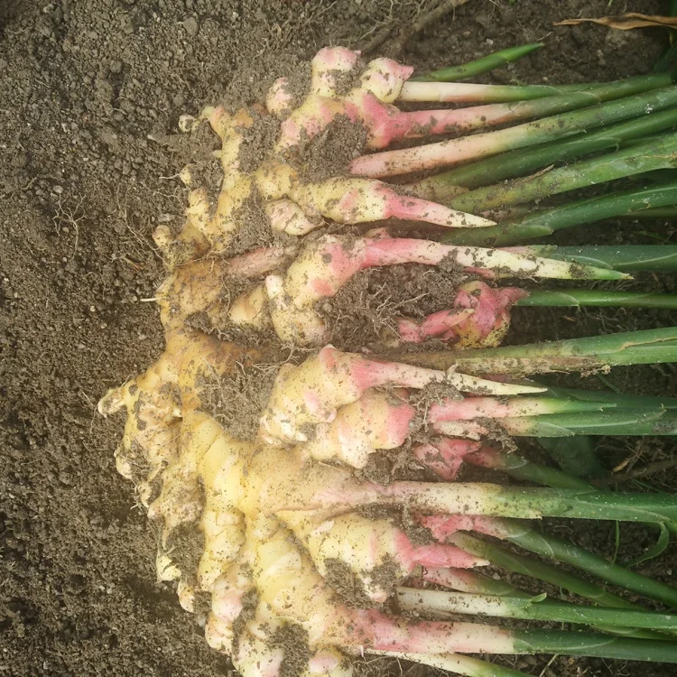 
Cheap Price Agriculture Processing Mature Crops Natural Vegetables Variegated Fresh Ginger 