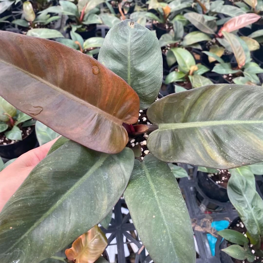  Philodendron black cardinal живые растения комнатный бонсай