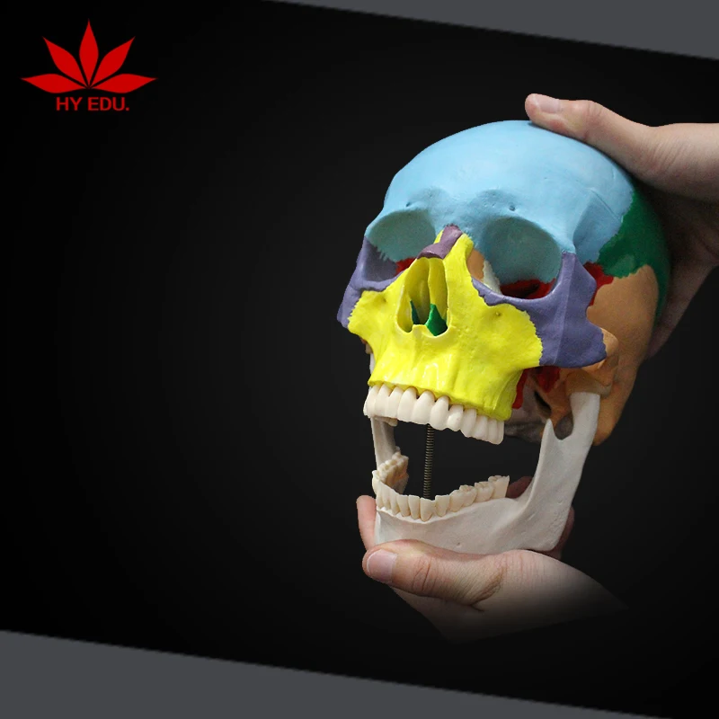 Teaching Resource Colored to Distinguish Different Regions Anatomical Skull Model of Human
