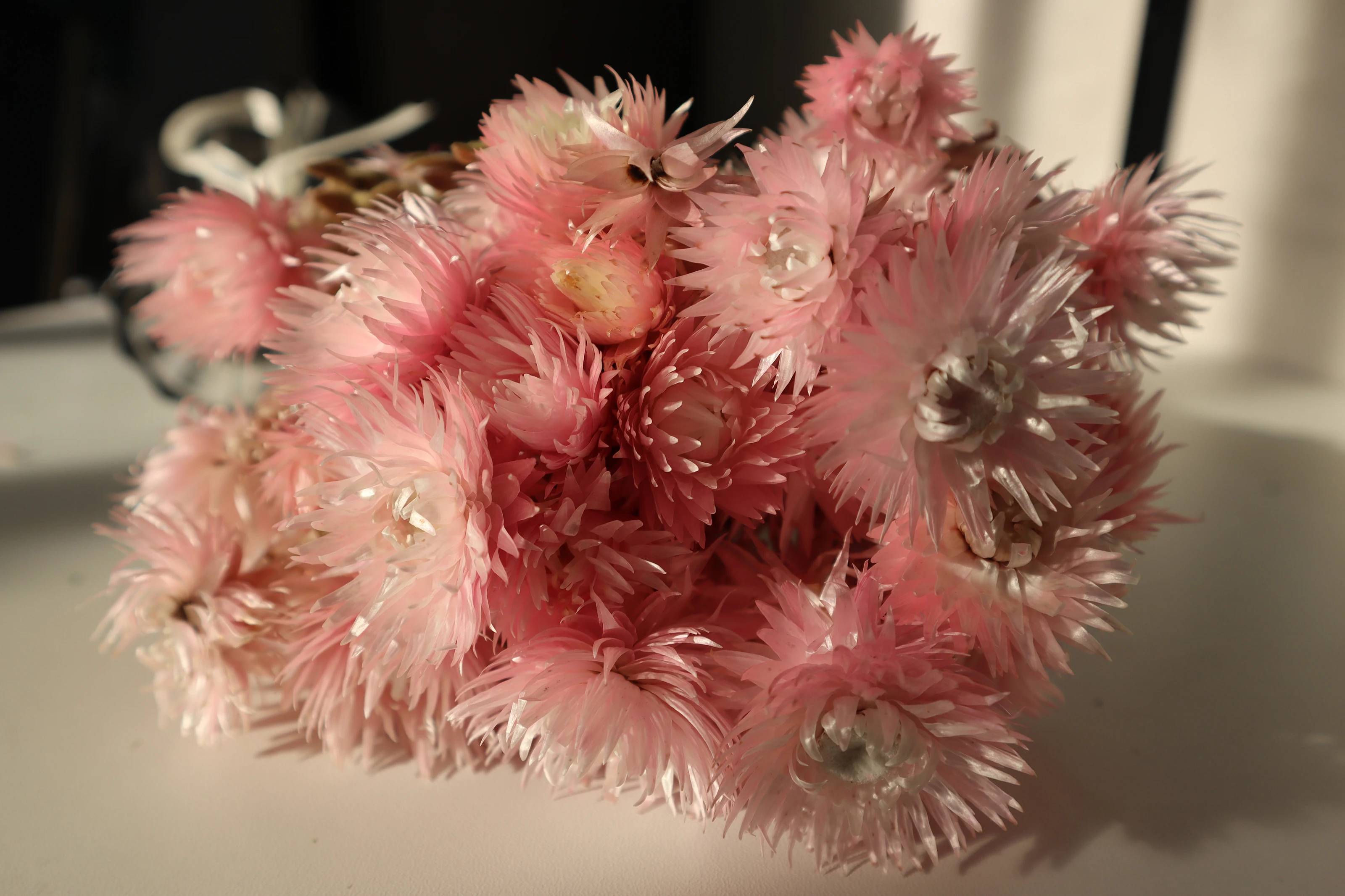 wholesale price natural dried flowers Syncarpha Vestita real everlasting long lasting dried flower for dry flower bouquet