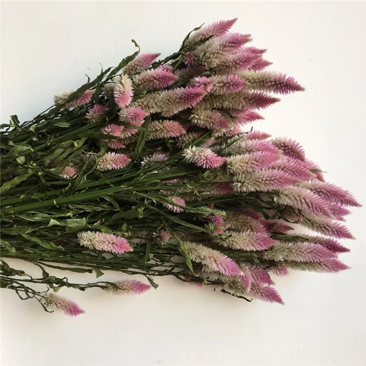  Оптовая распродажа в 2021 году Eheap настоящие сохраненные цветы искусственные и сушеный хвост Феникс букет для украшения