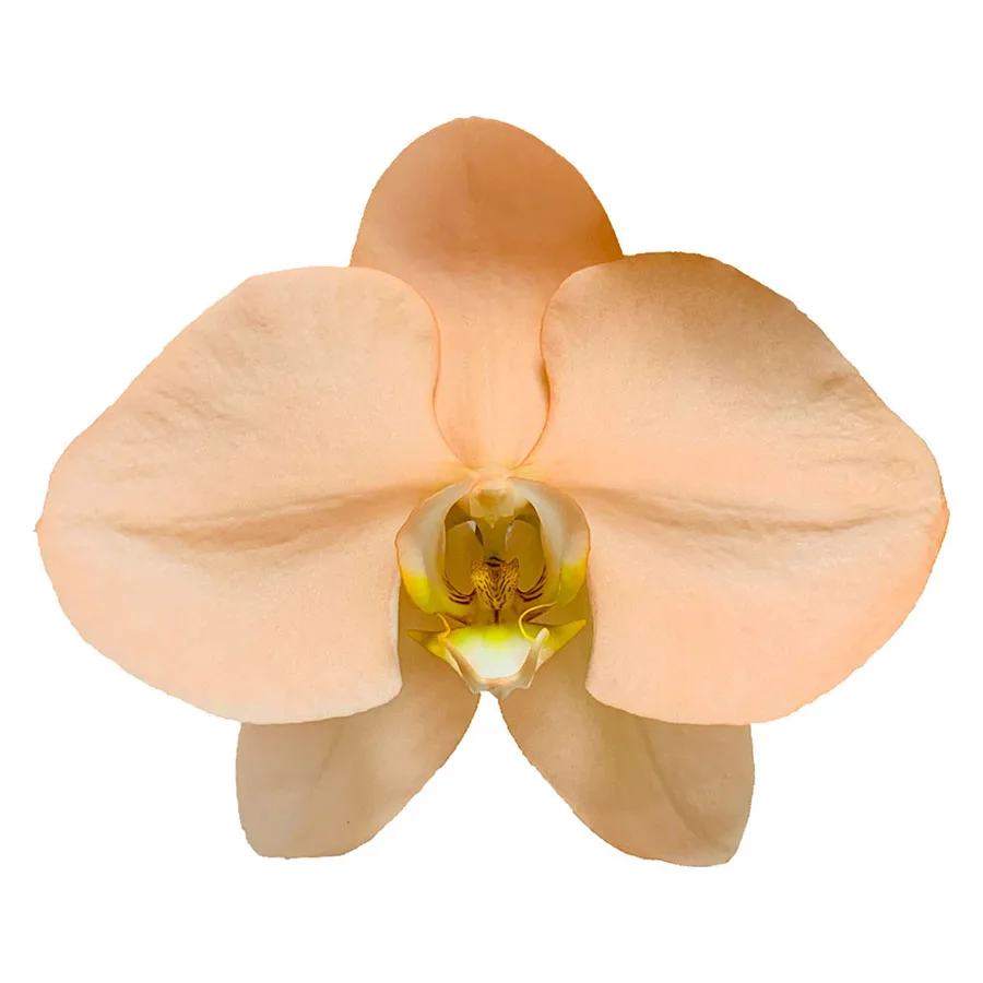 Factory Direct Sale Fresh Cut Flowers Orchid Sweet Orange Color Phalaenopsis For Table Decoration