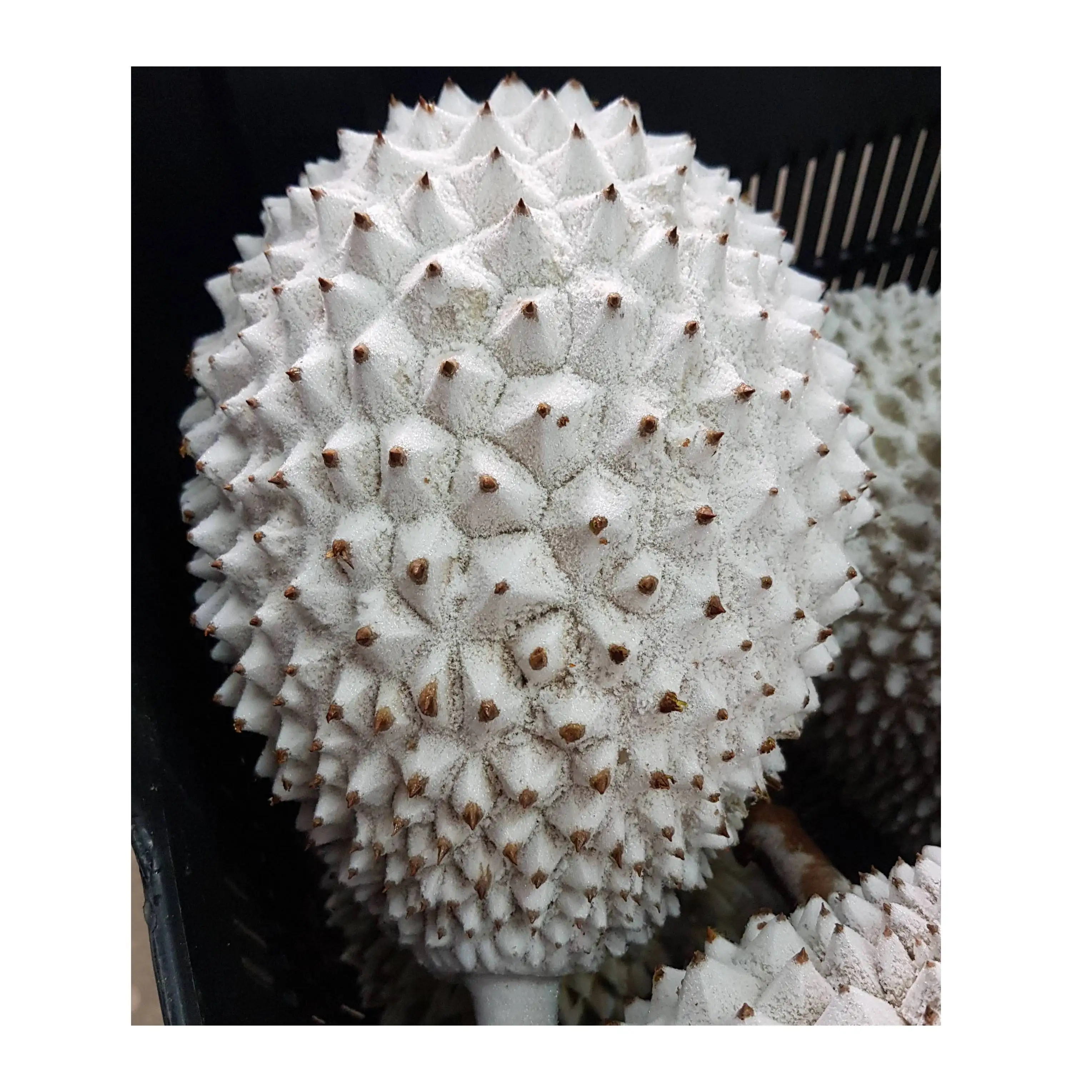 Malaysia D101 Durian Frozen Whole Fruit | Top Wholesales Supplier Best Selling Premium Quality Delicious Aromatic Durian