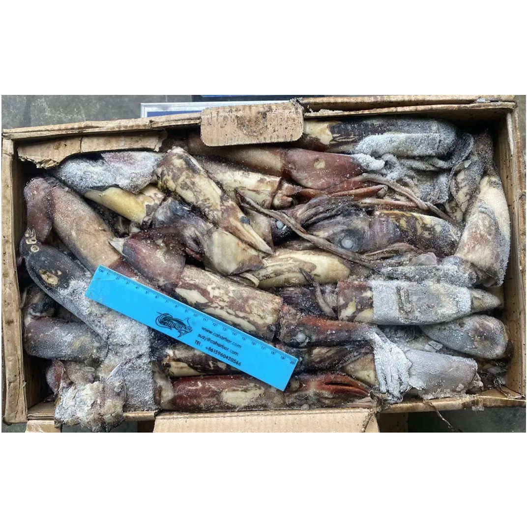 small size new landing whole round Indian ocean squid hot sale seafrozen fresh giant squid